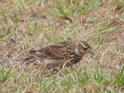 LARKS and REED-WARBLERS