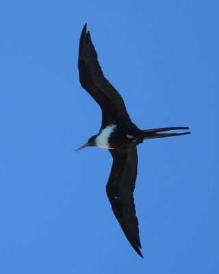 GREAT FRIGATEBIRD (female)