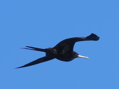 GREAT FRIGATEBIRD (male)