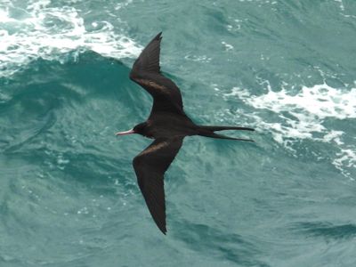 GREAT FRIGATEBIRD (female)