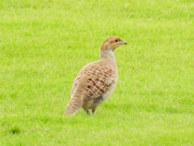 GRAY FRANCOLIN