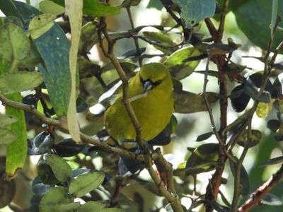 HAWAII AMAKIHI