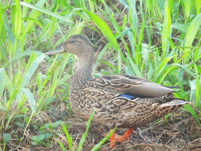 HAWAIIAN DUCK (male)