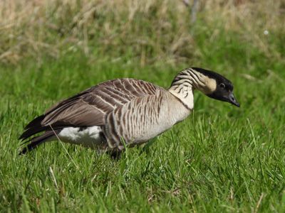 HAWAIIAN GOOSE