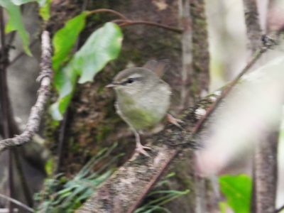 JAPANESE BUSH WARBLER