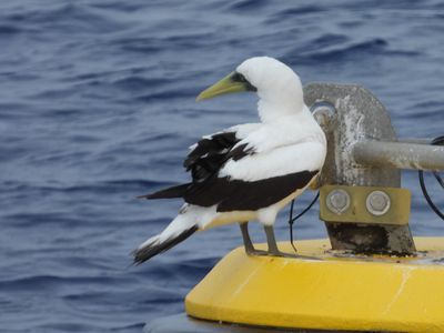 MASKED BOOBY