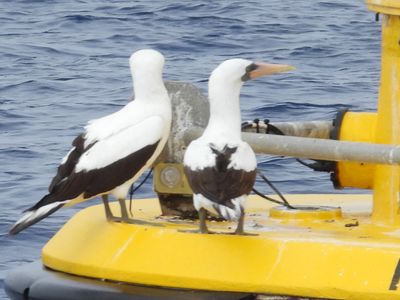 NAZCA BOOBY