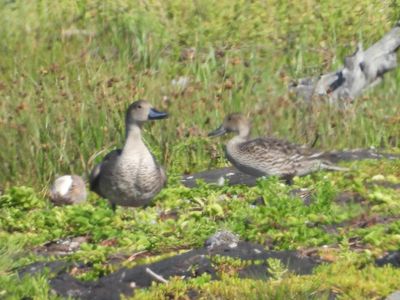 NORTHERN PINTAIL (pair, basic)