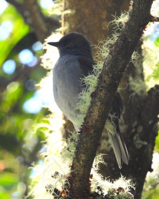OMA'O