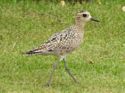 PACIFIC GOLDEN-PLOVER (basic)