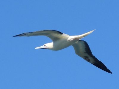 BOOBIES and CORMORANTS
