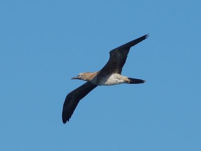 RED-FOOTED BOOBY (immature)