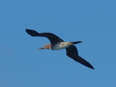 RED-FOOTED BOOBY (immature)