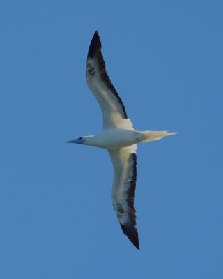 RED-FOOTED BOOBY
