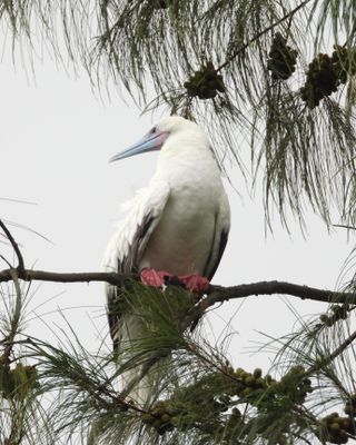 RED-FOOTED BOOBY