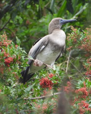 RED-FOOTED BOOBY (immature)