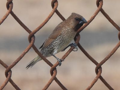 SCALY-BREASTED MUNIA