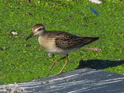 SHARP-TAILED SANDPIPER (juv)