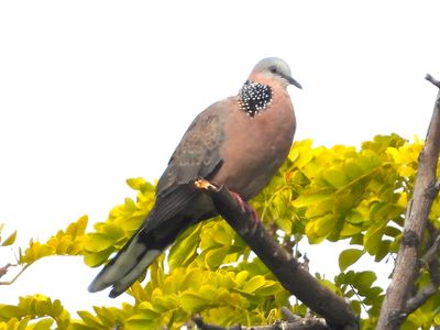 SPOTTED DOVE
