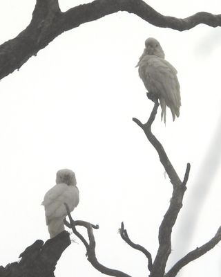 TANIMBAR CORELLA