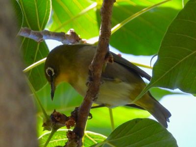 WARBLING WHITE-EYE