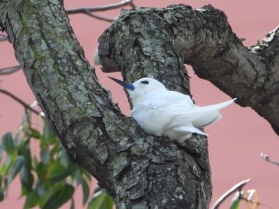WHITE TERN (on nest)
