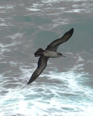 WEDGE-TAILED SHEARWATER