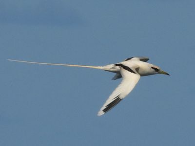 WHITE-TAILED TROPICBIRD (Pacific)