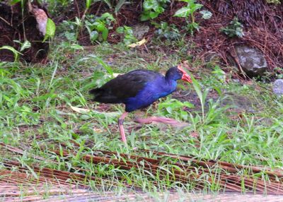 AUSTRALASIAN SWAMPHEN