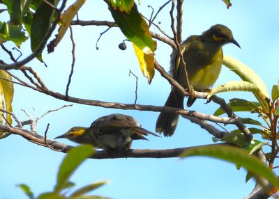 EASTERN WATTLED HONEYEATER