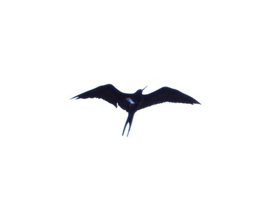 LESSER FRIGATEBIRD