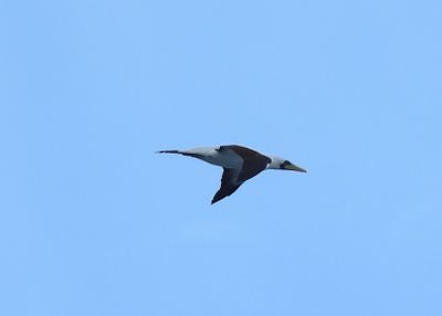MASKED BOOBY
