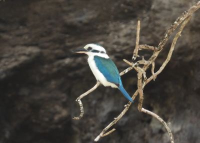 PACIFIC KINGFISHER
