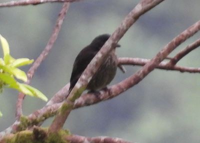 POLYNESIAN STARLING (immature)