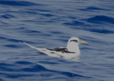 WHITE-TAILED TROPICBIRD (subadult, Pacific)