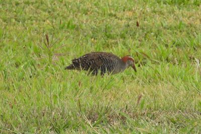 BUFF-BANDED RAIL