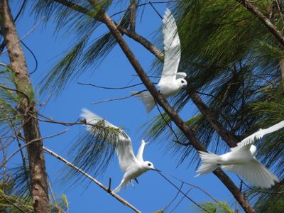 WHITE TERN