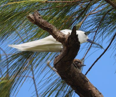 WHITE TERN