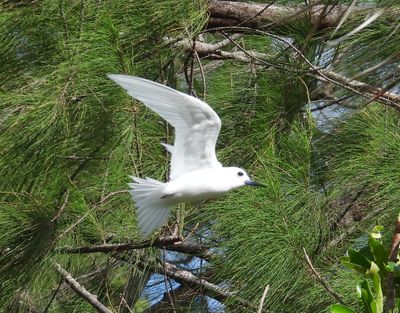WHITE TERN