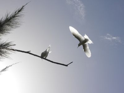 WHITE TERN