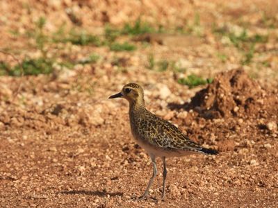 PACIFIC GOLDEN-PLOVER (basic)