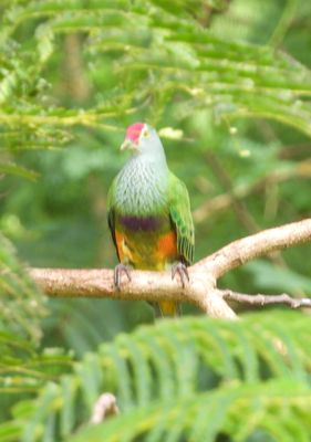 MARIANA FRUIT-DOVE