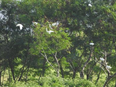 EASTERN CATTLE EGRET