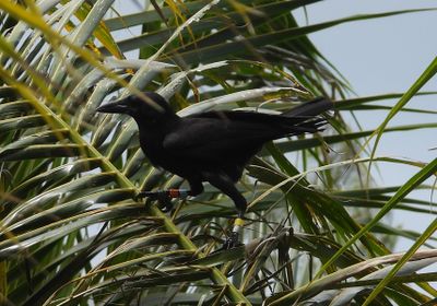 MARIANA CROW