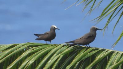 BROWN NODDY (pair)