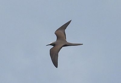 BROWN NODDY