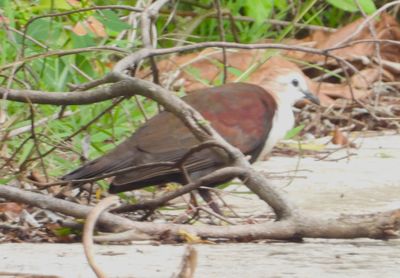WHITE-THROATED GROUND DOVE (male)