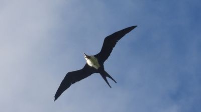 GREAT FRIGATEBIRD (female)