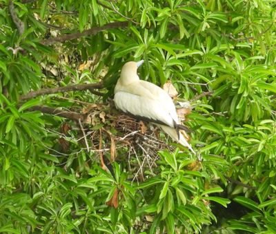 RED-FOOTED BOOBY