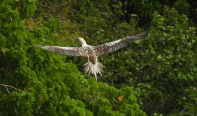 RED-FOOTED BOOBY (mmature)